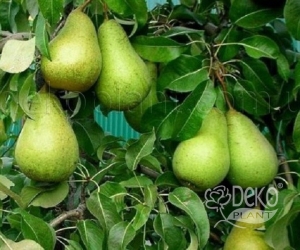 Груша Стрийська