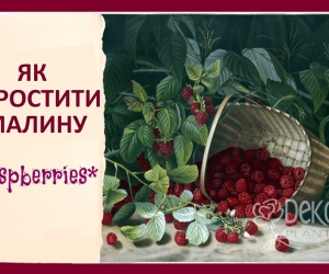 Як виростити Малину