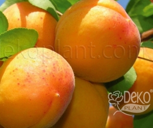 Абрикос Ерлі Оранж