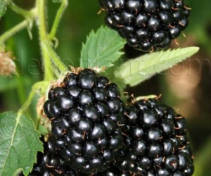 Ежевика Трипл Краун Ежевика Трипл Краун