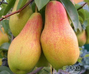 Груша Талгарська Красуня