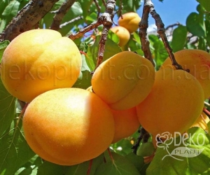 Абрикос ранній  Ботсаду