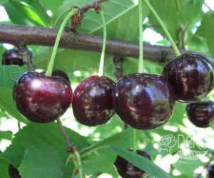 Вишня Норд Стар