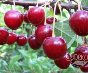 Вишня Тургенєвка