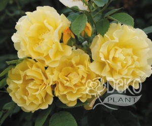 Троянда Family Yellow (Фемелі Єллоу)