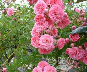 Роза Family Pink (Фемели Пинк)