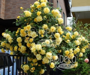 Роза Family Yellow (Фемели Йеллоу)