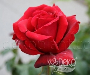Троянда Solo Red (Соло Ред)