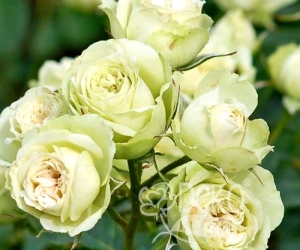 Троянда Lovely Green (Лавлі Грін)