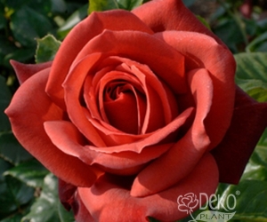 Троянда Terracotta (Терракотта)