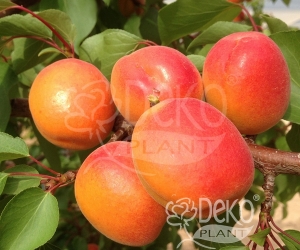 Абрикос Київський Красень