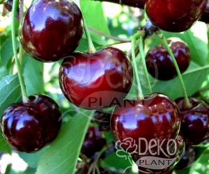 Вишня Ночка (Дюк)