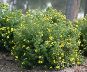 Квітучий кущ Potentilla Fruticosa (Лапчатка)