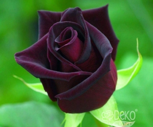 Троянда Black Baccara (Блек Баккара)