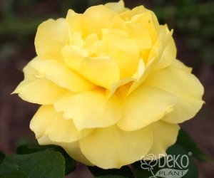 Троянда Yellow Queen Elisabeth (Йелоу Куін Елізабет)
