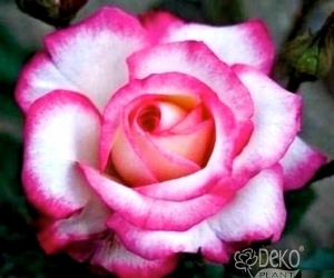 Троянда Rina Herholdt (Ріна Херхольдт) Троянда Rina Herholdt (Ріна Херхольдт)