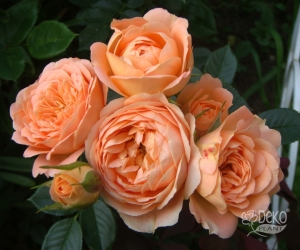 Троянда Sweet Dream (Світ дрім)