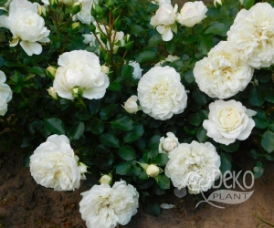 Троянда White Meidiland (Вайт Мейланд)