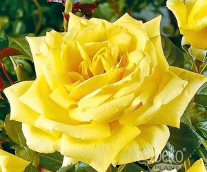 Троянда Landora (Ландора)