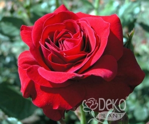 Троянда Nina Weibull (Ніна Вейбл)