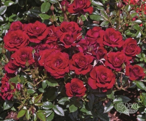 Троянда Red Det (Ред Дет)