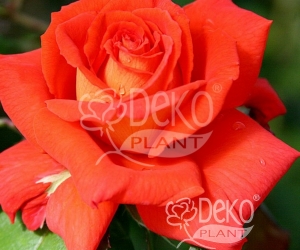 Роза Las Vegas (Лас-Вегас)