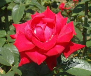 Троянда Grande Amore (Гранд Аморе)