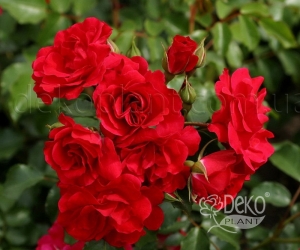 Троянда Rotilia (Ротилія)