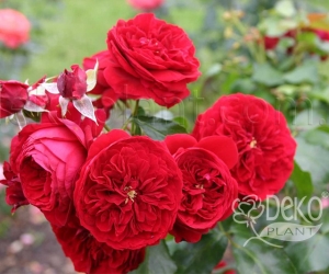 Троянда Rotkappchen (Роткепчен)