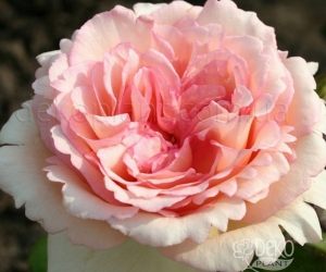 Роза Souvenir de Baden-Baden (Сувенир де Баден-Баден)