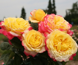 Троянда Sangerhauser Jubilaumrose (С. Юбіляумроуз)