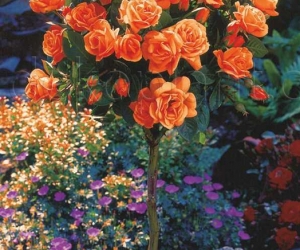 Троянда Orange Sensation (Оранж Сенсейшн)