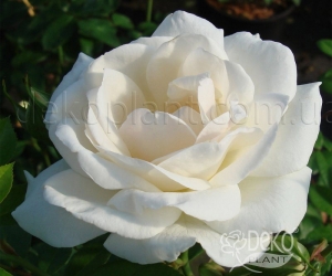 Троянда White Symphony (Уайт Симфонія)
