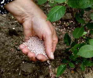 Основные удобрения для саженцев роз, эффект который они стимулируют и внесении различных удобрений.