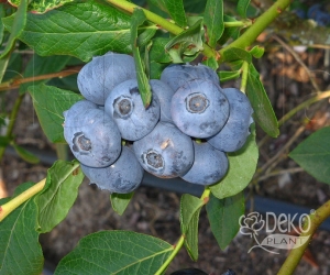 Чорниця Патріот