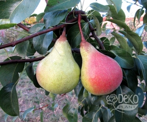 Груша Основ'янська