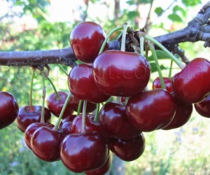 Вишня Подбельська