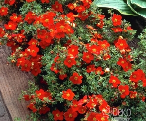 Квітучий кущ Potentilla Fruticosa Red Jocker (Квітучий кущ Лапчатка Ред Джокер)