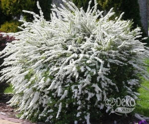 Квітучий кущ Spiraea cinerea Grefsheim (Спірея сіра Грефшейм )