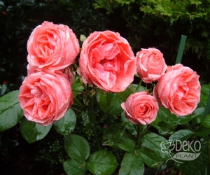 Троянда Kimono (Кімоно)