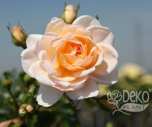 Троянда Kristal (Крістал)