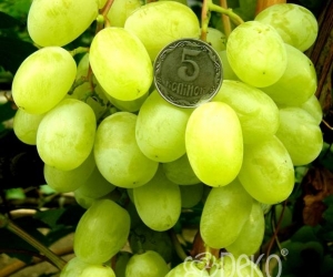 Виноград Ландиш