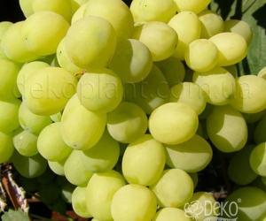 Виноград Лора