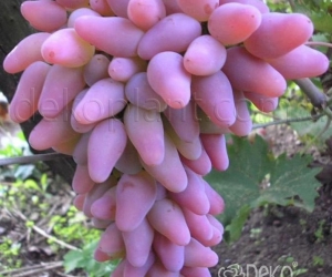 Виноград Оригінал