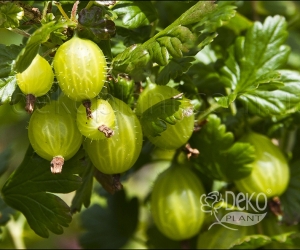 Аґрус Хіннонмакі Грін 