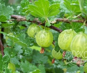 Аґрус Мукурінес Аґрус Мукурінес