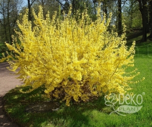 Квітучий кущ Forsythia Intermedia (Форзиція Середньоросла) 