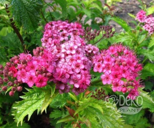 Квітучий кущ Spiraea Bumalda (Спірея Бумальда) 