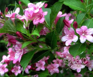 Квітучий кущ Weigela Florida (Вейгела Квітуча) 