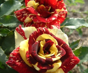 Троянда Abracadabra (Абракадабра)
